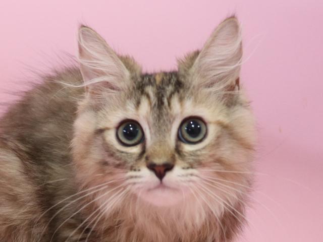 ミヌエット（旧ナポレオン）