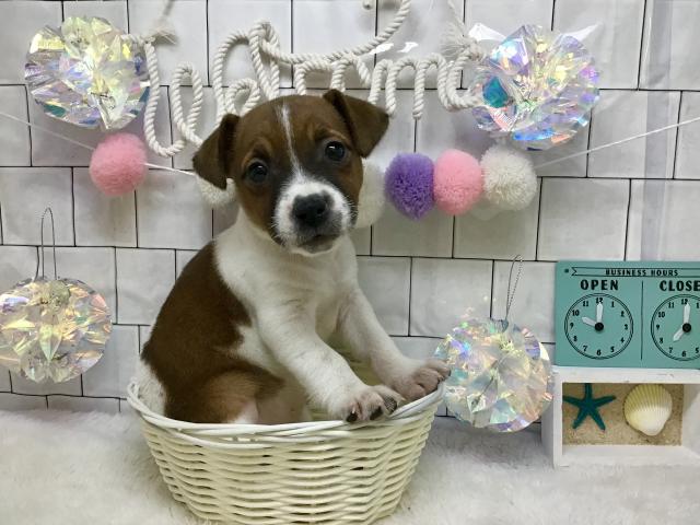 ジャックラッセルテリア