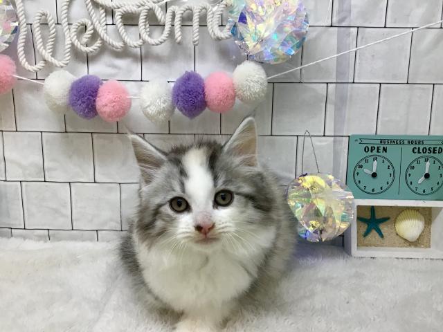 ノルウェージャンフォレストキャット