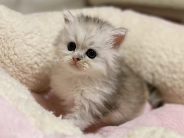 ミヌエット（旧ナポレオン）