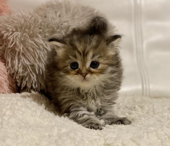 ミヌエット(旧ナポレオン)