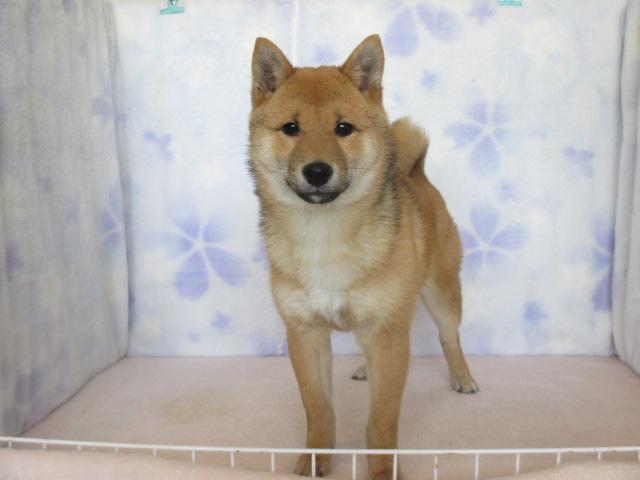 柴犬