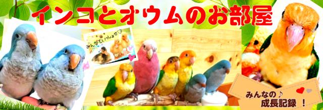 💕ミニアヒルのコールダックも仲間入り💕インコとオウムのお部屋