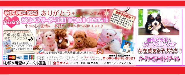子犬のお部屋｜ドゥードル専門ブリーダーからミディアムドゥードルの子犬直譲