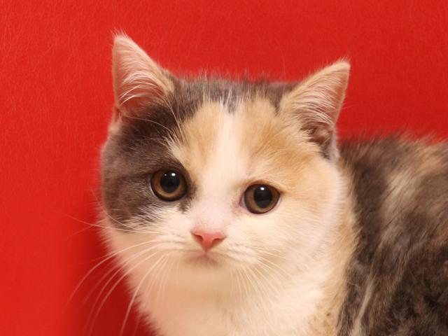 スコティッシュフォールド