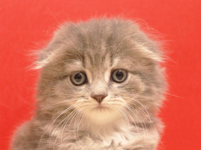 スコティッシュフォールド