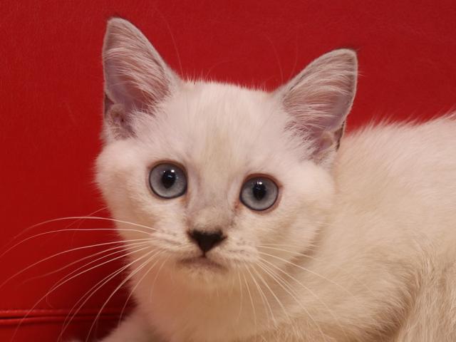 ミヌエット（旧ナポレオン）