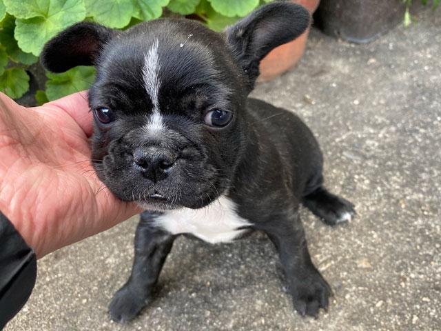 フレンチブルドッグ