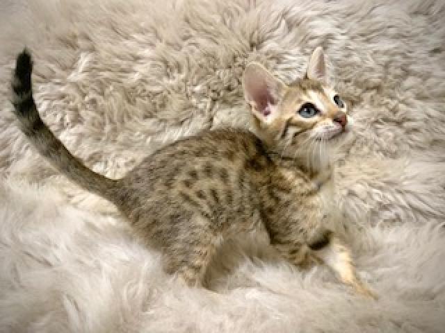 サバンナキャット 子犬や子猫たちのペット販売情報が満載 ペットステーション サバンナキャット 子犬や子猫たちのペット販売情報が満載 ペットステーション