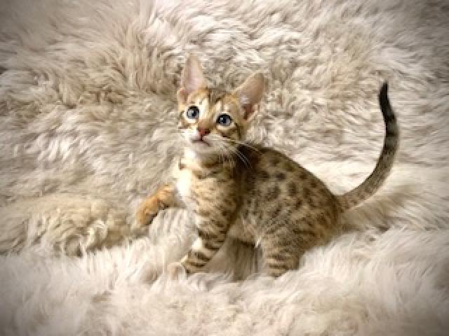 サバンナキャット