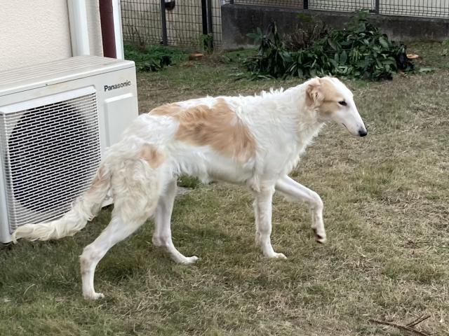 シェーンマリー 千葉県 子犬や子猫たちのペット販売情報が満載 ペットステーション シェーンマリー 千葉県 子犬や子猫たちのペット販売情報が満載 ペットステーション