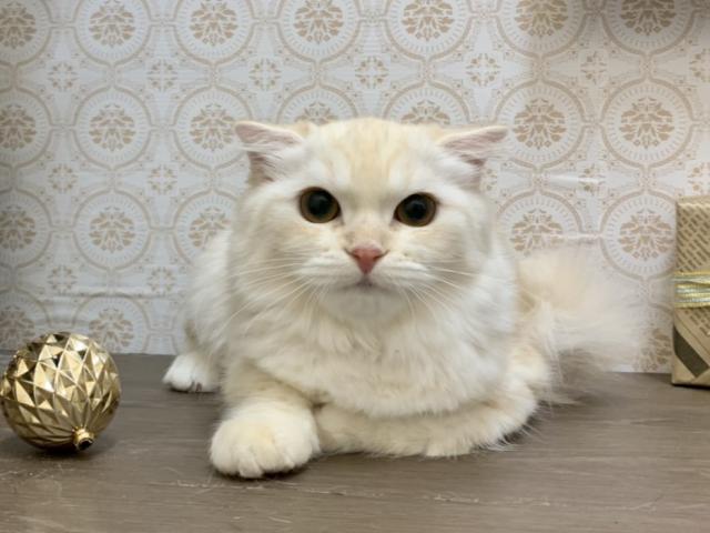 スコティッシュフォールド