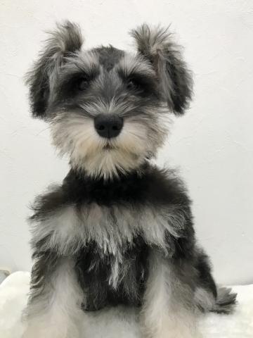 ミニチュアシュナウザー