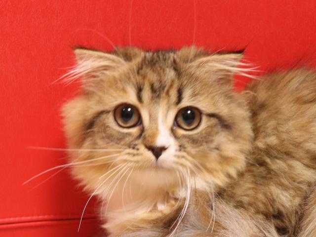 スコティッシュフォールド