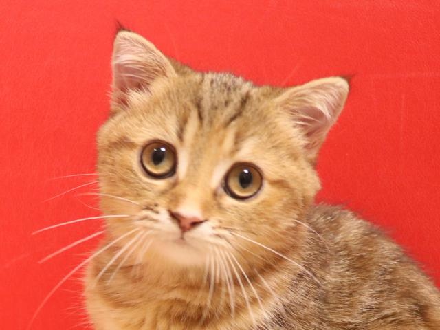 スコティッシュフォールド