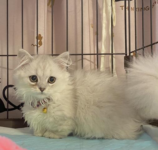 ミヌエット（旧ナポレオン）