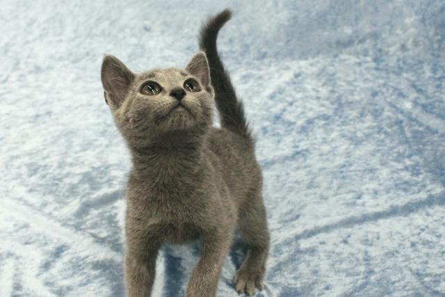 ロシアンブルー