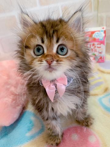 サイベリアンネコアレルギーがある方にもオススメです♪