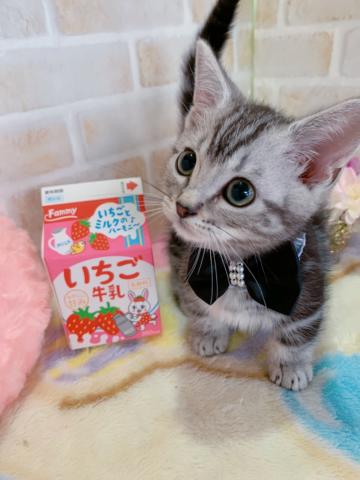 マンチカン短足