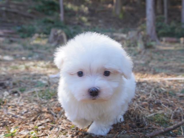 マルチーズ 子犬や子猫たちのペット販売情報が満載 ペットステーション マルチーズ 子犬や子猫たちのペット販売情報が満載 ペットステーション