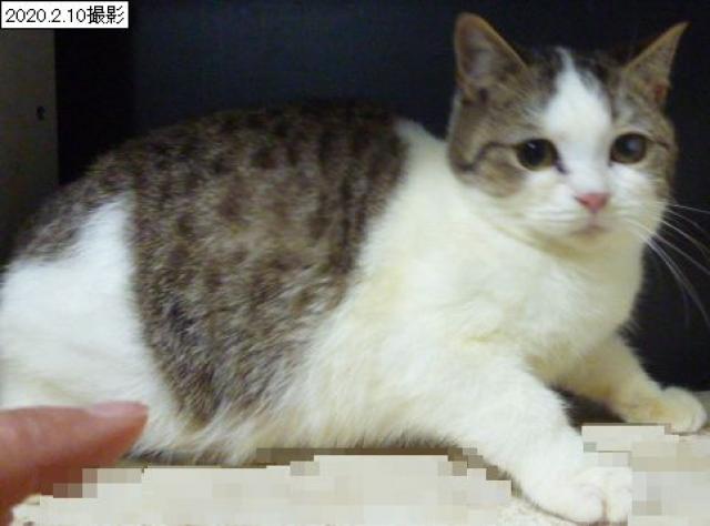 スコティッシュフォールド