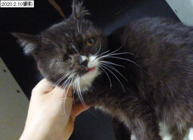 スコティッシュフォールド