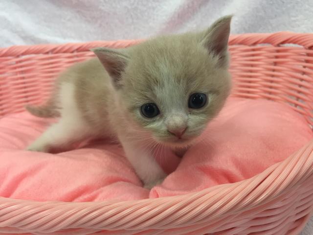 スコティッシュフォールド