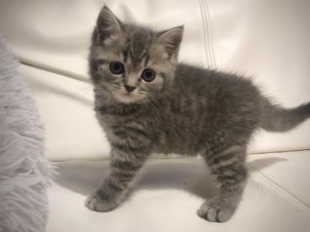 マンチカン♡フワフワまるまる足長ちゃん