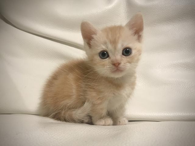 マンチカン♡美猫短足ちゃん