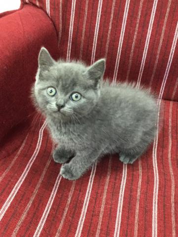 ブリティッシュショートヘア
