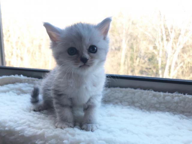 ミヌエット（旧ナポレオン） ♡ふわもこ