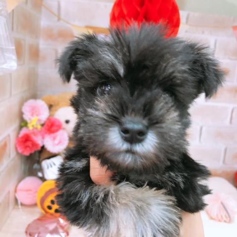 ミニチュアシュナウザー