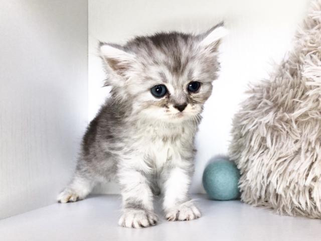 ミヌエット（旧ナポレオン）猫の日セール✨幸せを呼ぶ鍵しっぽ