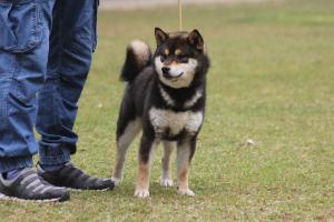 ブリーダー柴彩 Shibasai