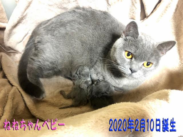 ブリティッシュショートヘア