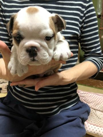 ブルドッグ