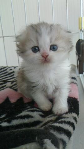 スコティッシュフォールド