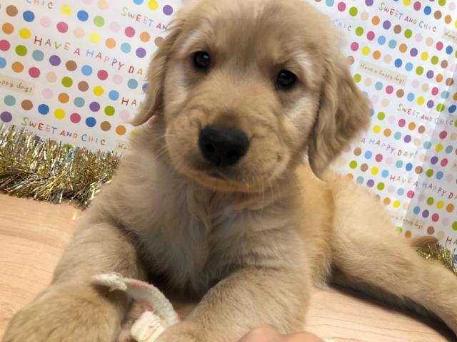 ゴールデンレトリーバー