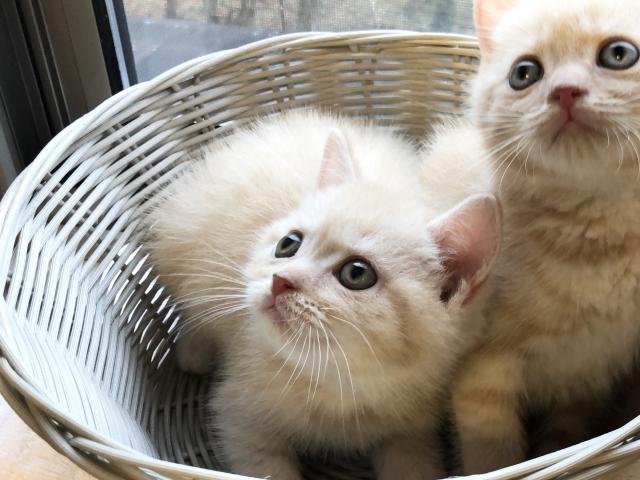 マンチカン♡フワフワまるまる足長ちゃん