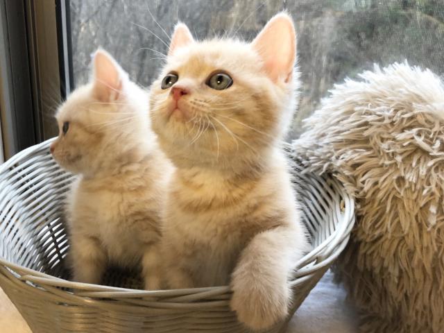 マンチカン♡フワフワまるまる足長ちゃん