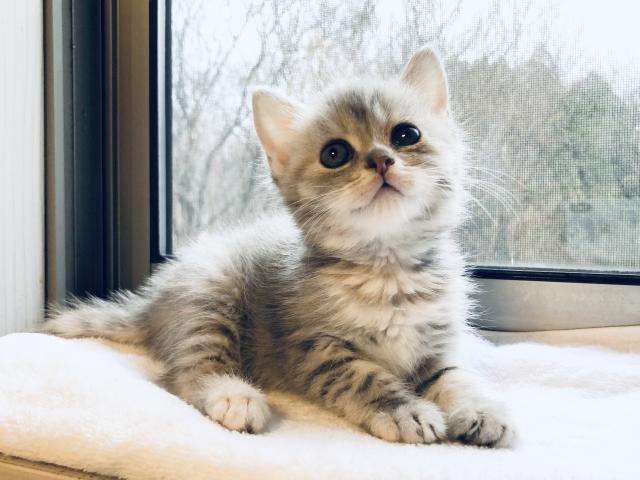 マンチカン猫の日セール✨24日まで開催中