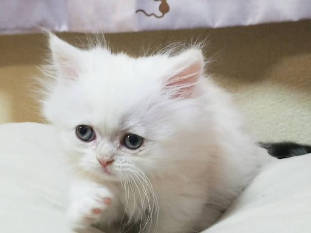 ミヌエット（旧ナポレオン）