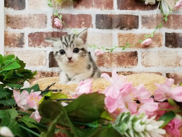 スコティッシュフォールド