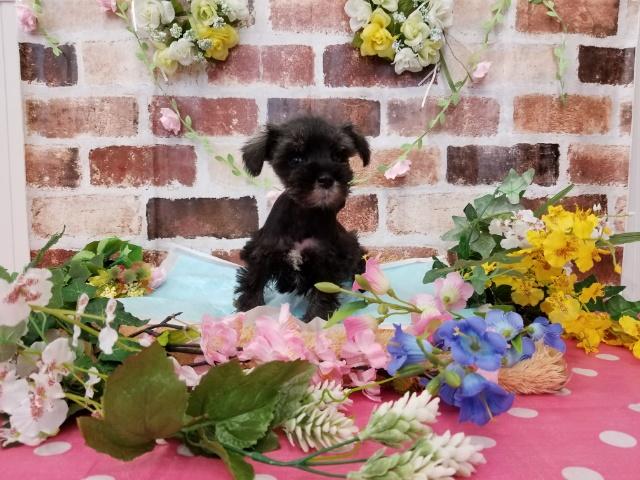 ミニチュアシュナウザー