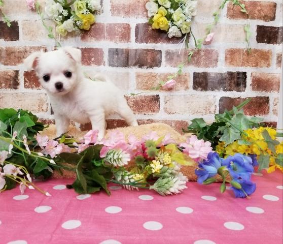 チワワ(ロングコート)