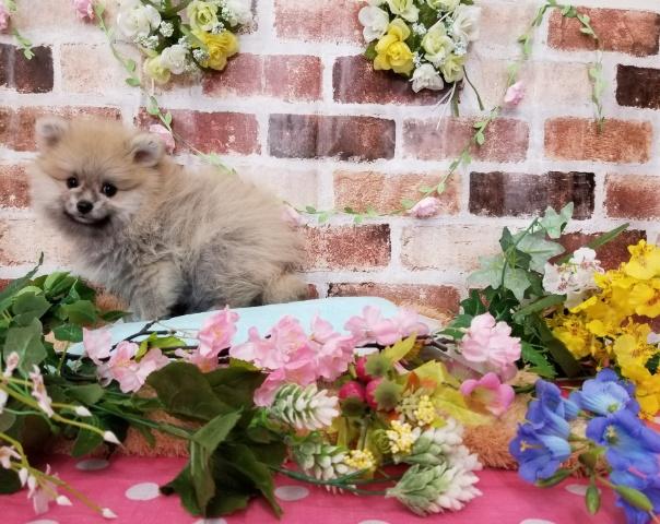 ポメラニアン