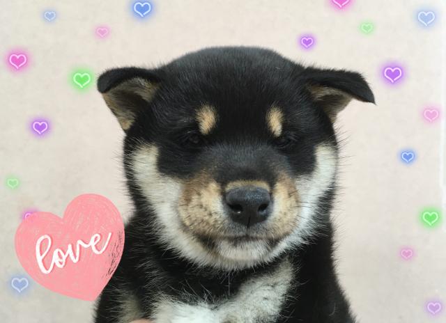 柴犬