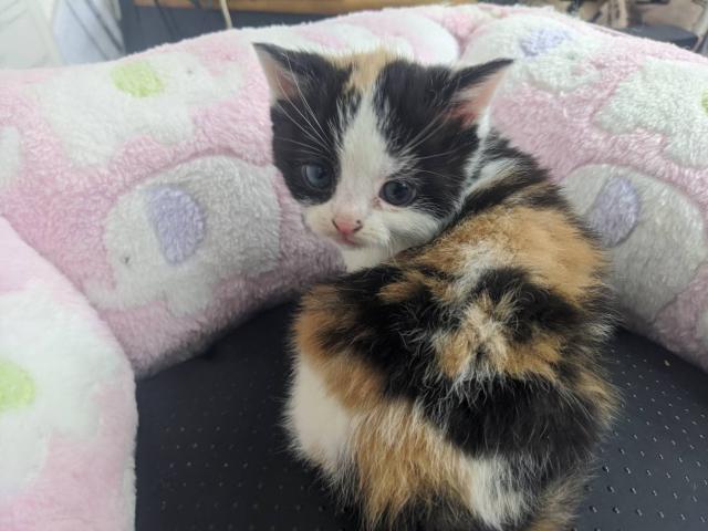 スコティッシュフォールド