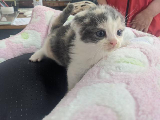 スコティッシュフォールド