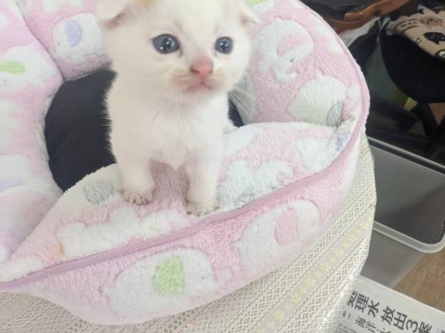 スコティッシュフォールド